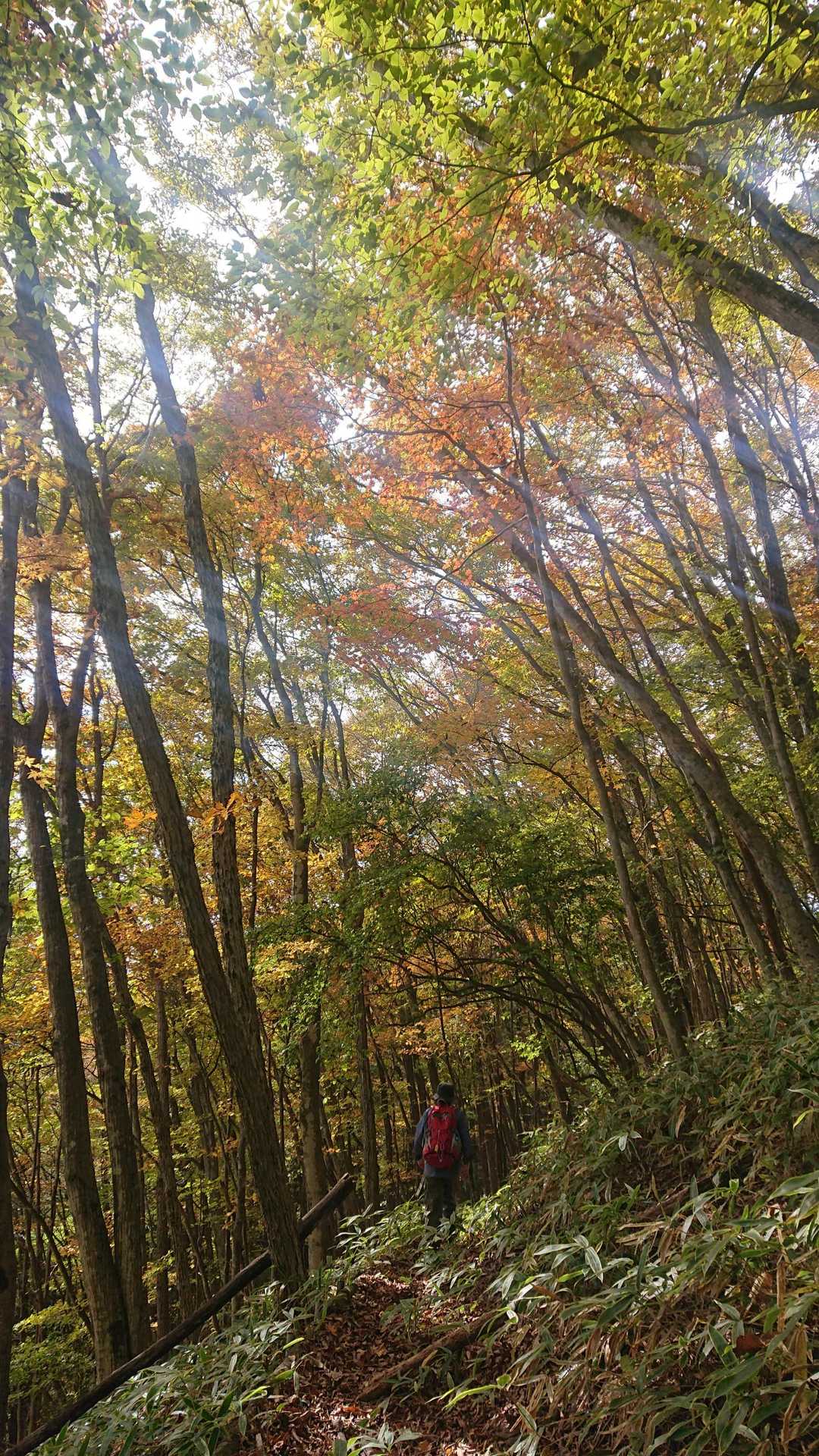 赤岩峠-高間山-王城山神社奥宮-王城山 周回コースの写真