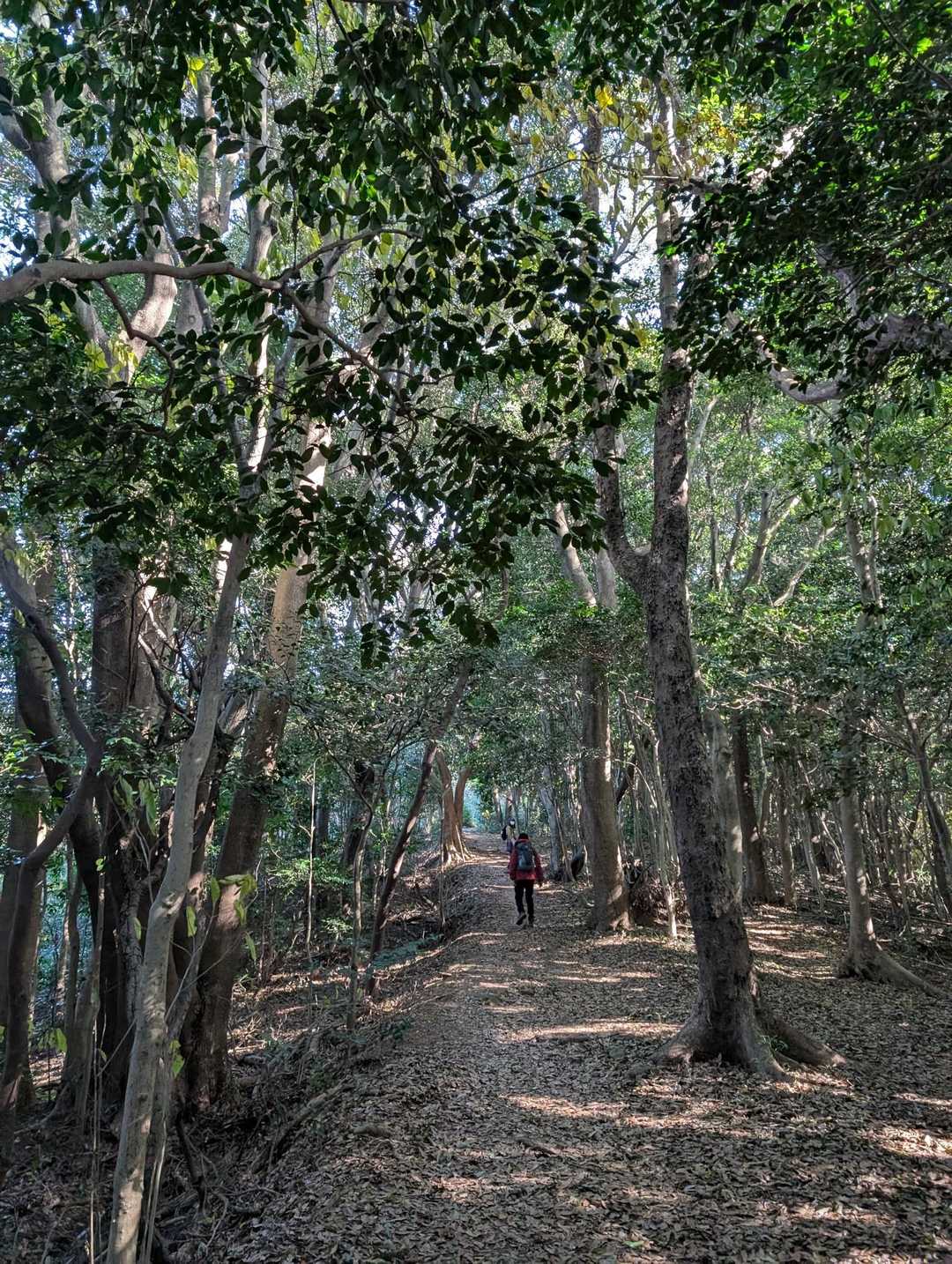 天気が良く、山道も明るい🔆