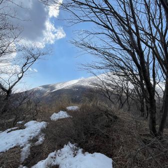 東→西ルートだとこの樹林帯の雰囲気から…