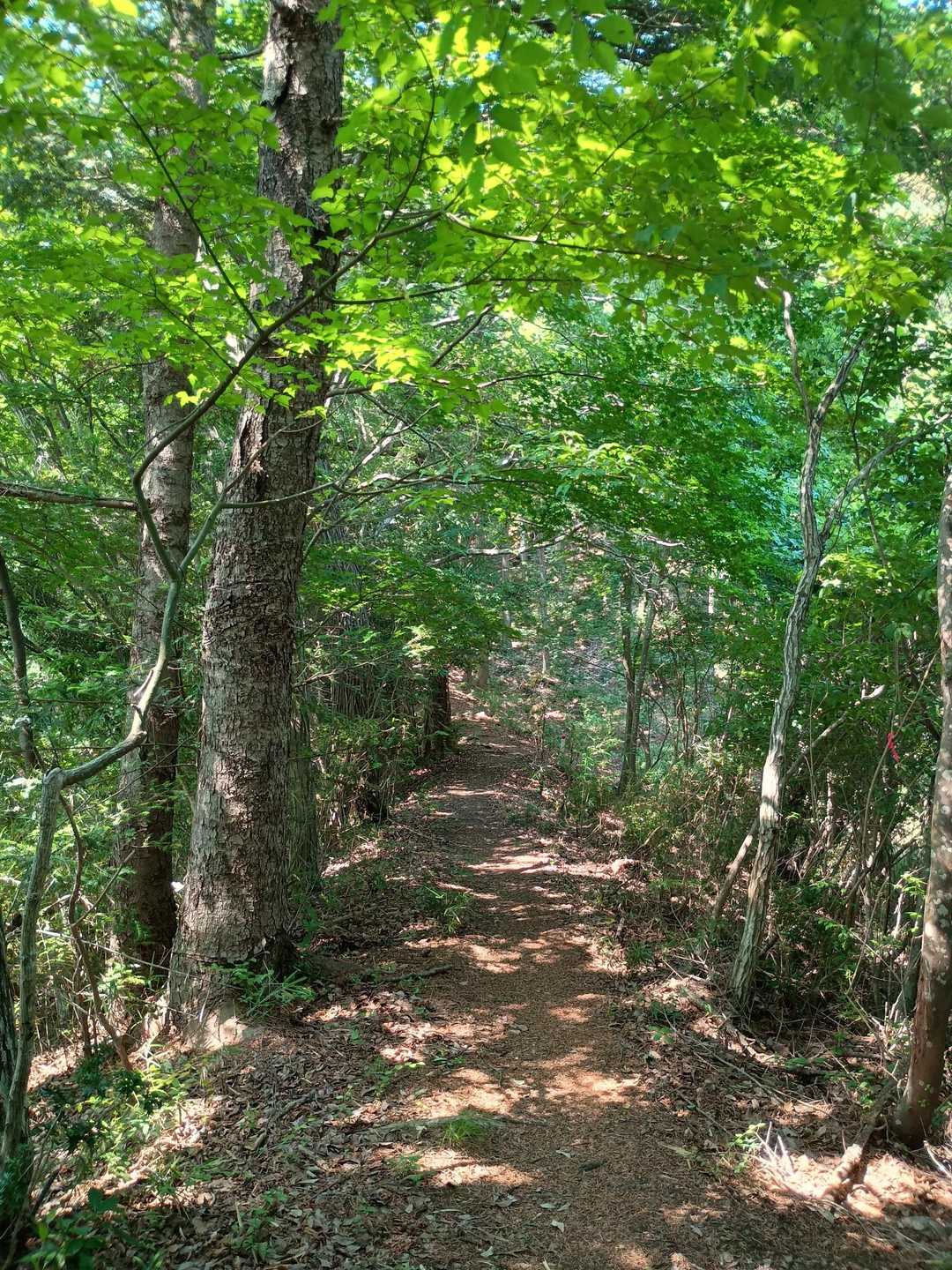 これは一番の気持ちいい道🎵
暑さも感じない😊
というか暑さの感じ方は運動量に比例するという当たり前の事実をここで知る🤣
今日は先週と違いカラッとしており、大した運動してないから😁