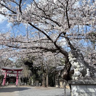 山頂の浅間神社🌸
