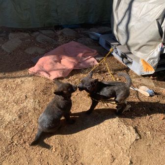 新入りの甲斐犬。
きょうだいなのかな？わちゃわちゃしていて大変可愛かった...