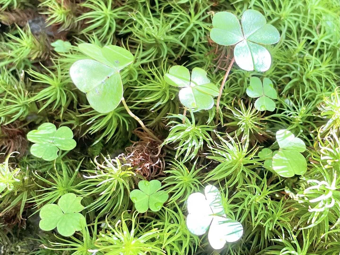 苔の緑とカタバミの葉が可愛い