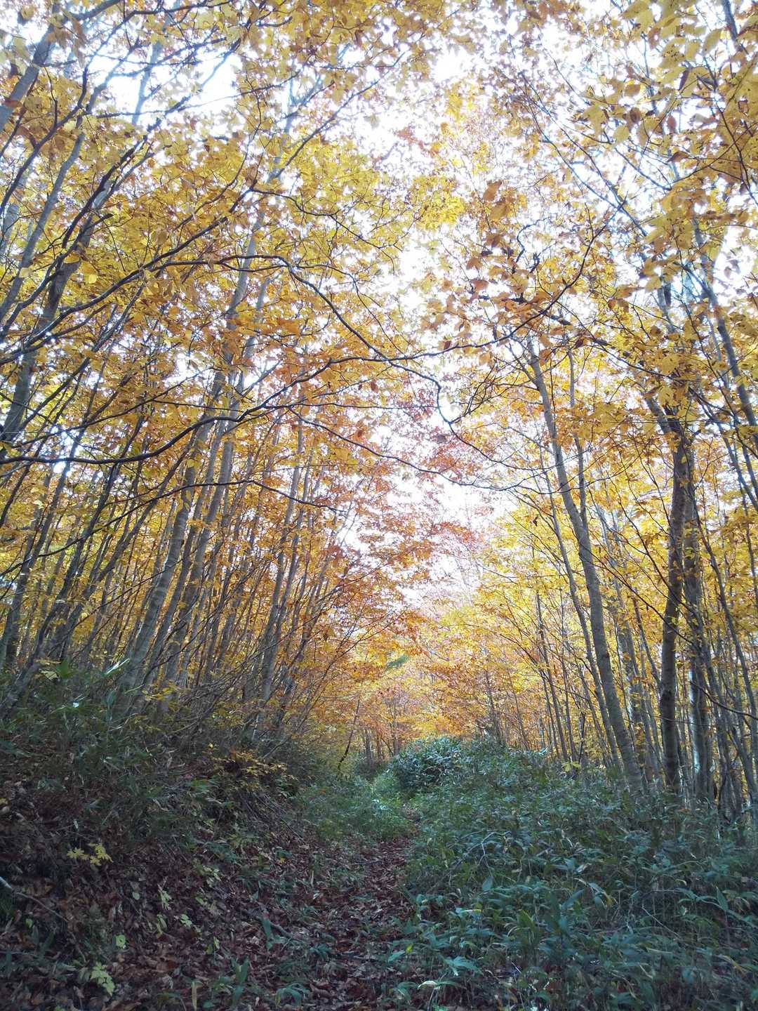 紅葉さなかの日曜に
貸し切り登山とは贅沢✨