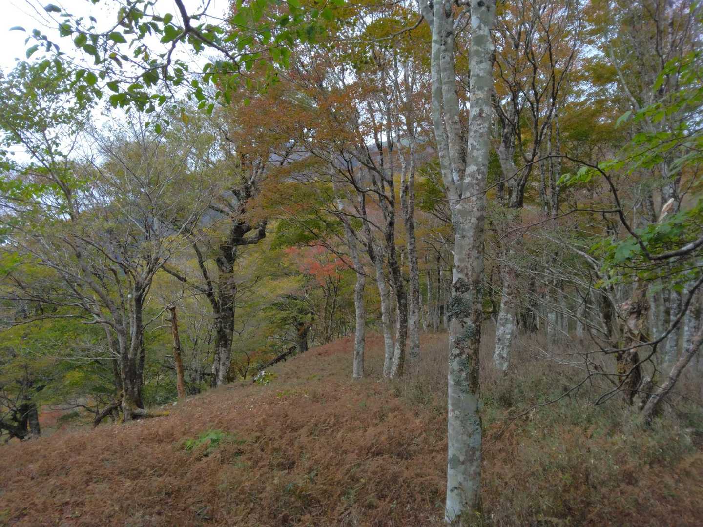 矢筈峠-土佐矢筈山-小桧曽山 往復コースの写真