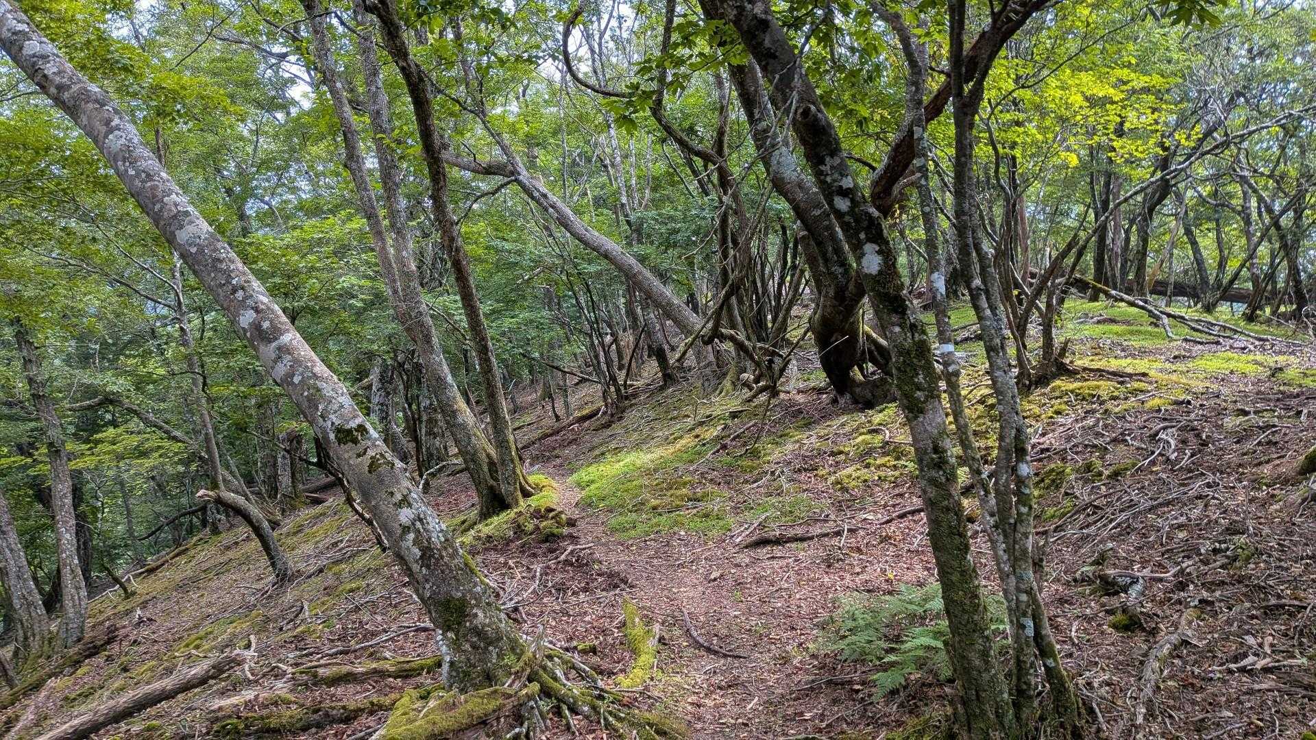 ゴボウ畠登山口-小川岳-トンギリ山 往復コースの写真
