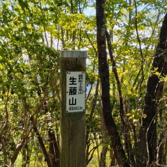 生藤山頂(990m)到着。
二等三角点佐野川は見つからず。
展望無し。
※東京百名山
※多摩百山
※多摩100山
※藤野十五名山