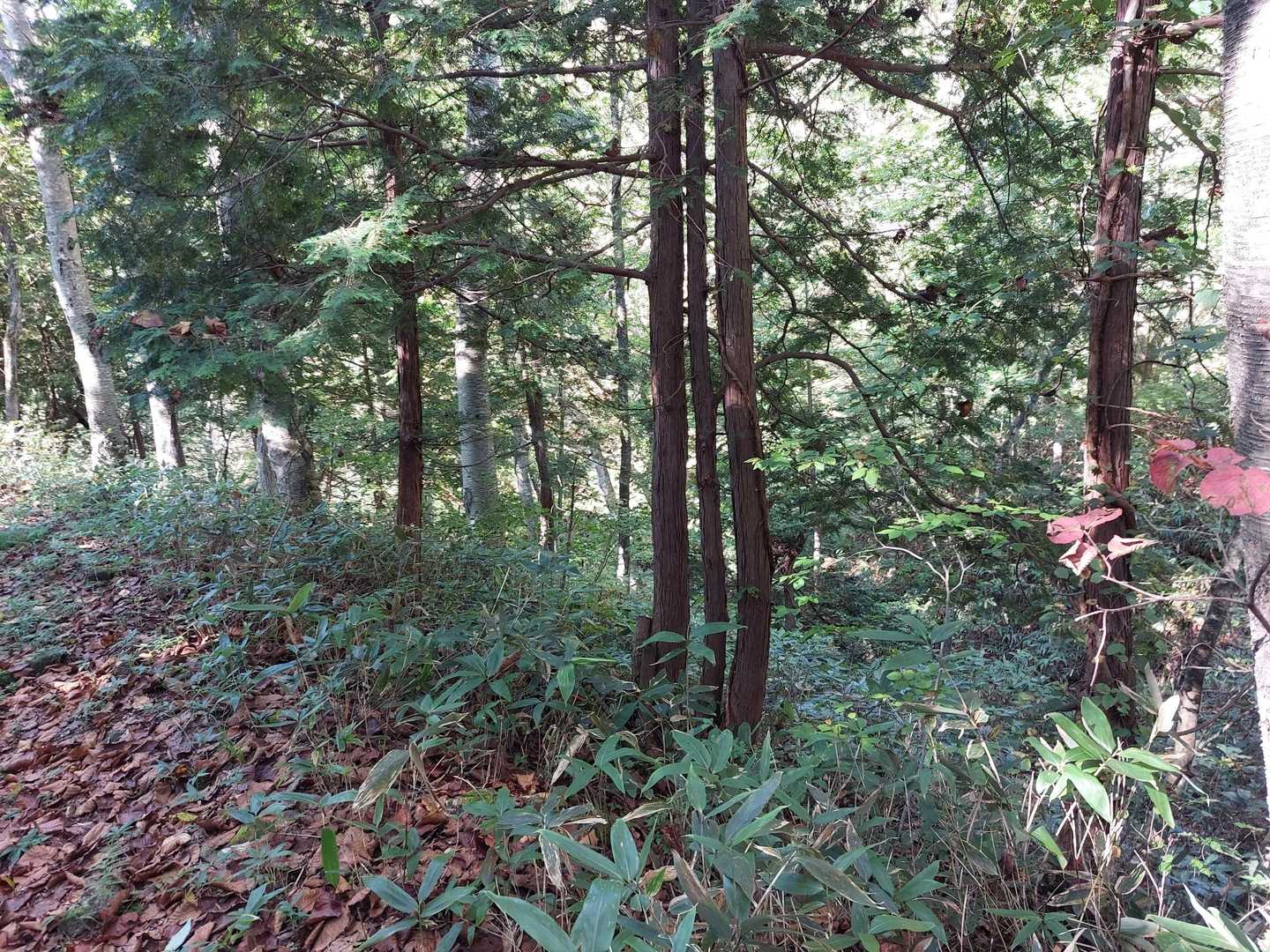 たった今、クマが凄い勢いで下って行きました😨入口付近で、まだクマ鈴をセットしていませんでした😓