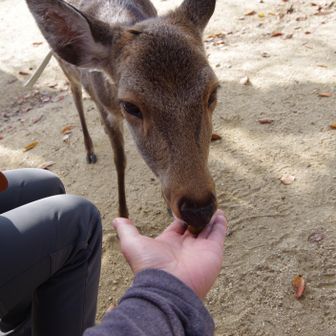 若草山・芳山・高円山 御苦労様です👏
ドングリあげよう‼️