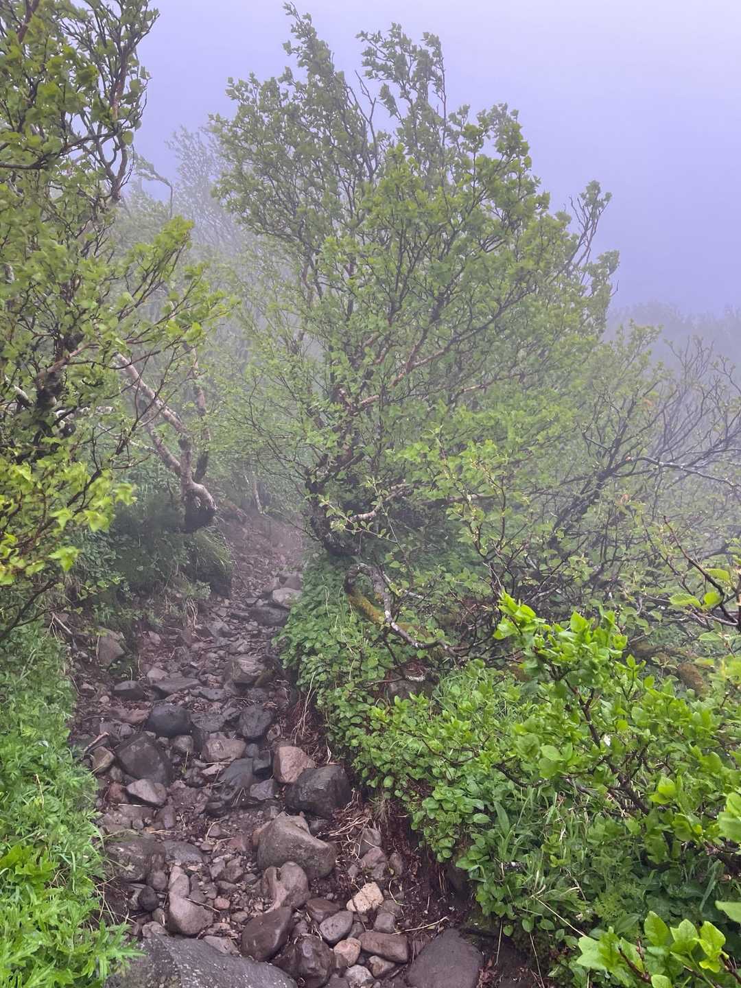 利尻北麓野営場登山口-長官山 往復コースの写真