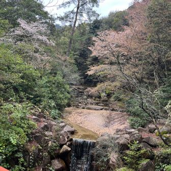 紅葉谷の桜は昨日の雨のせいか散り始めてます🌸
