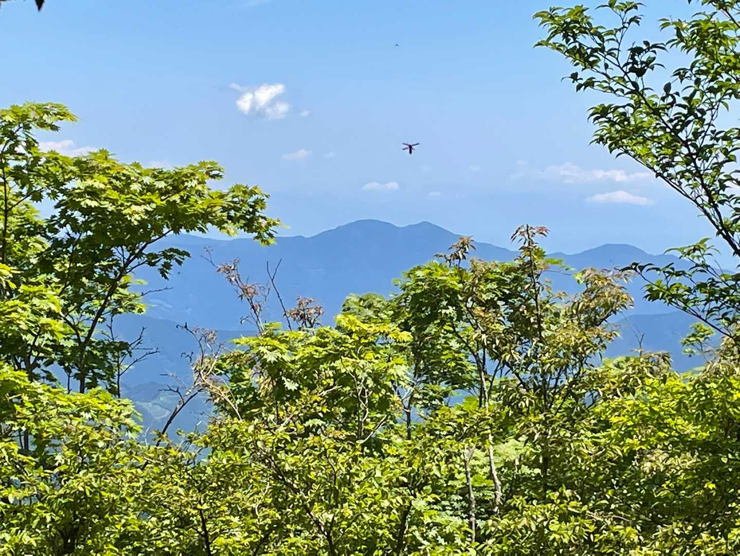 竜爪山。これも虫が真ん中に😄