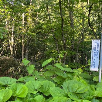 ピッケル登山口！