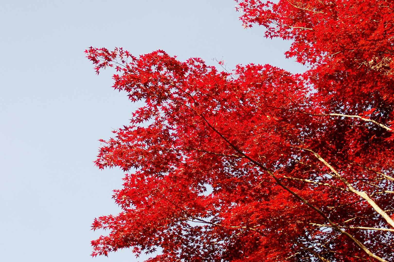 🍁あかあか🍁