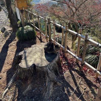 また癒しのニャンコさん達と