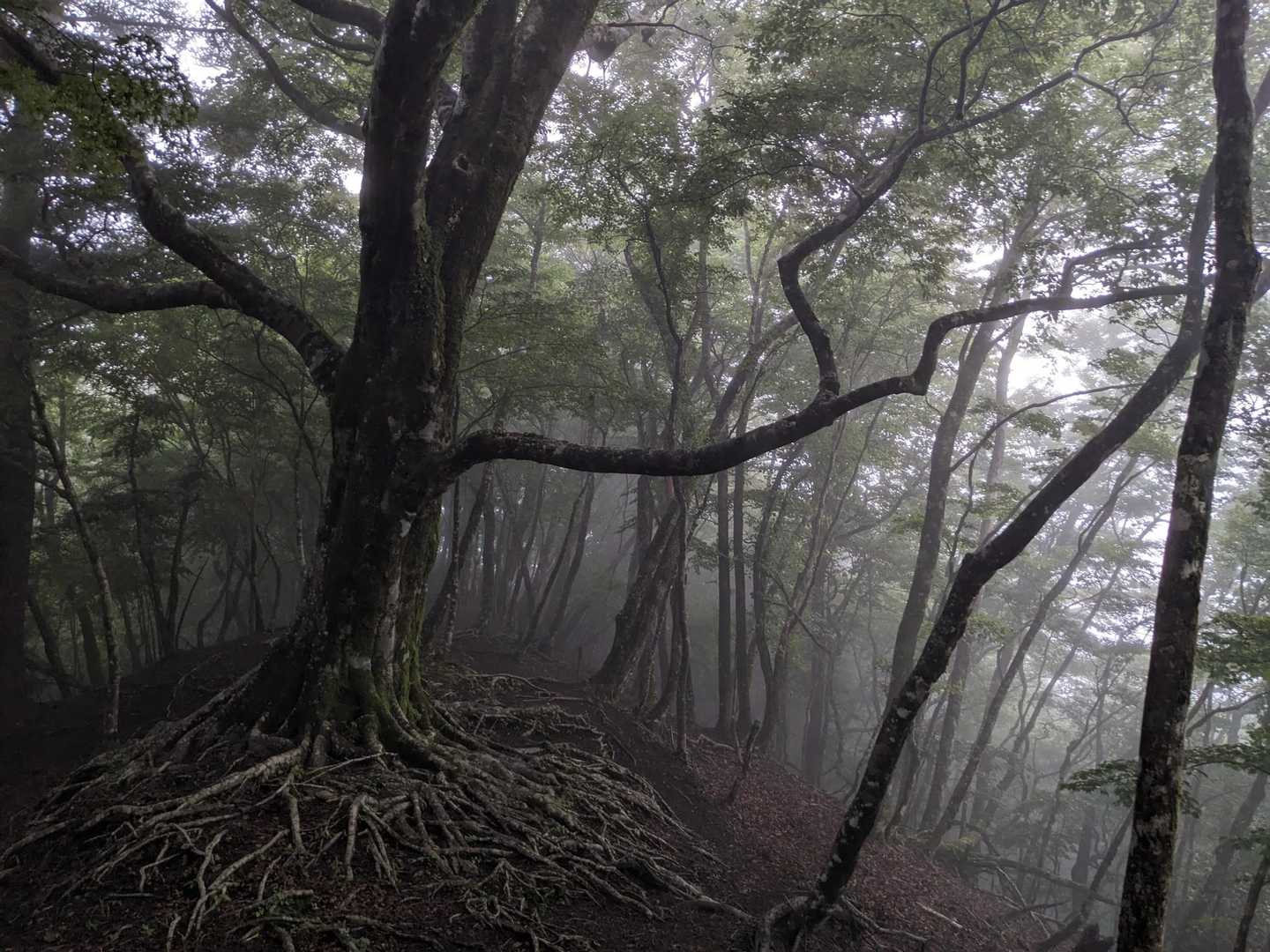 雲の中〜幻想的です。