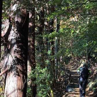 木漏れ日で
清々しい🌿