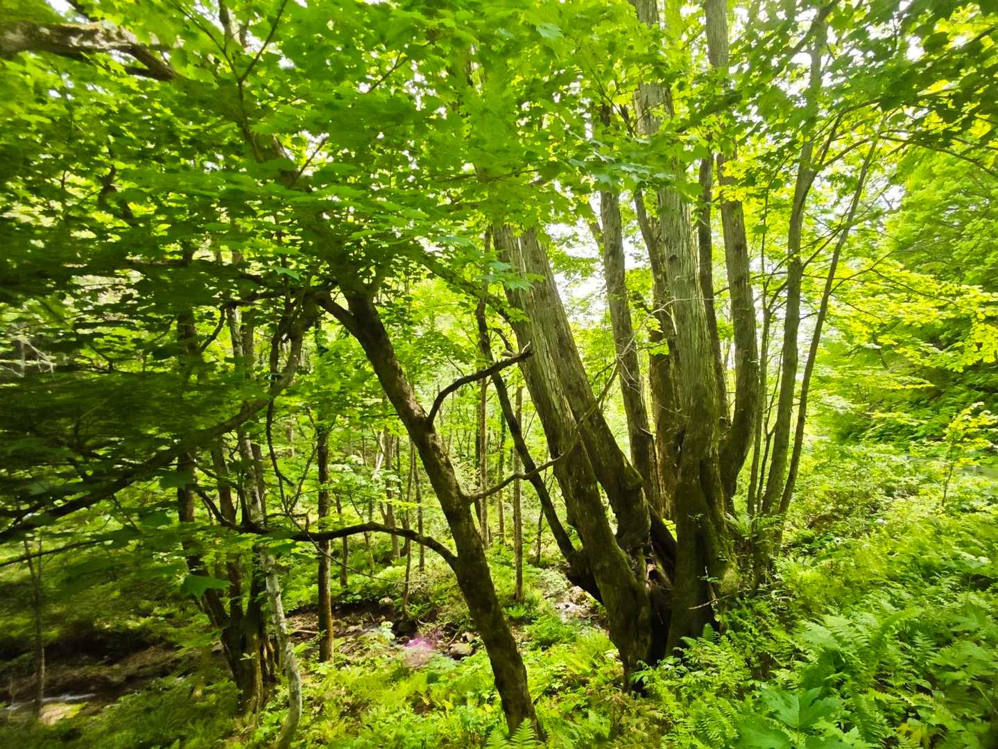 下山。
新緑の美しい山でした
今日も無事、下山できてありがとうございました😊
