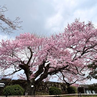 コヒガンサクラ