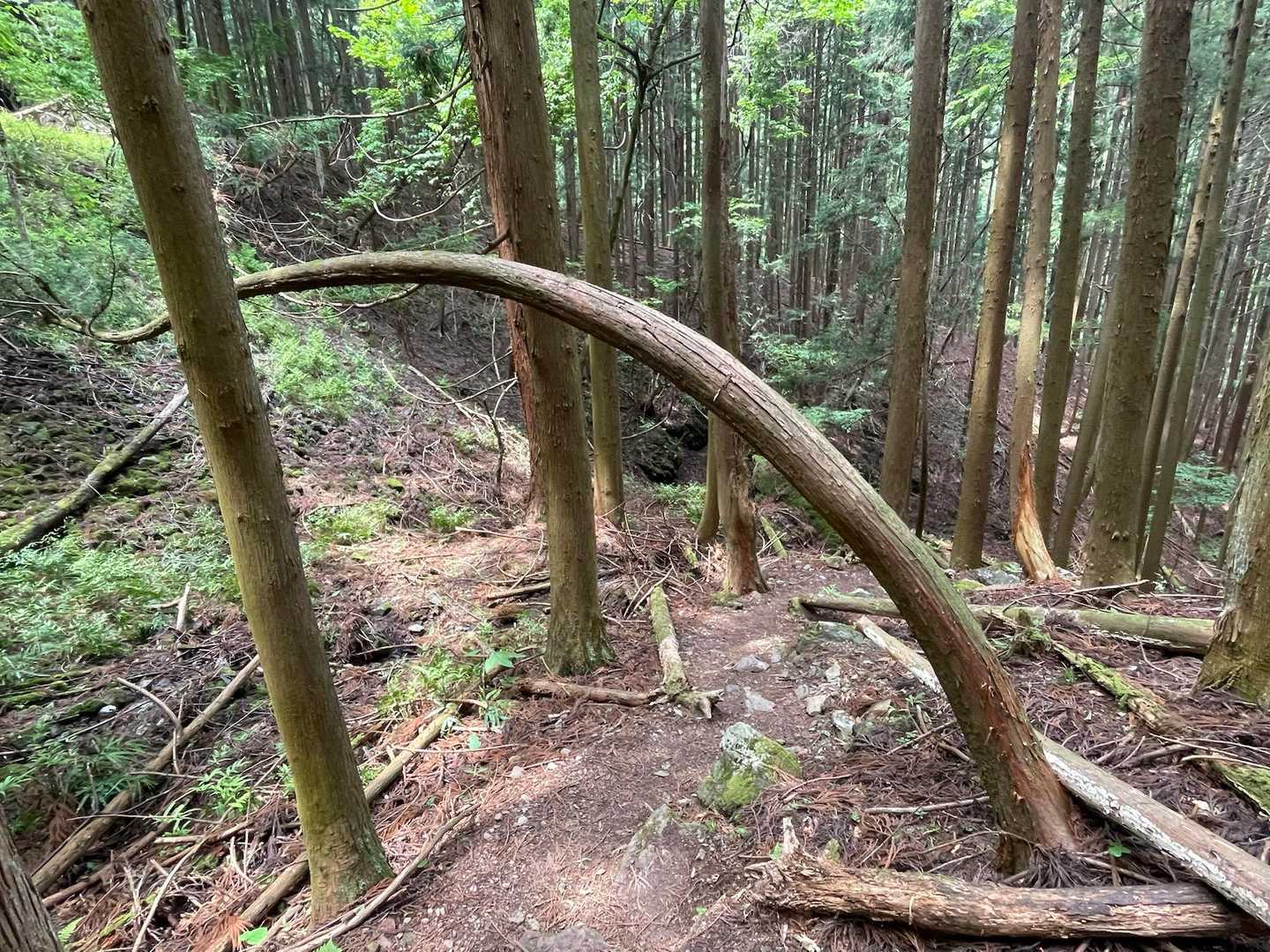 すごく曲がった木