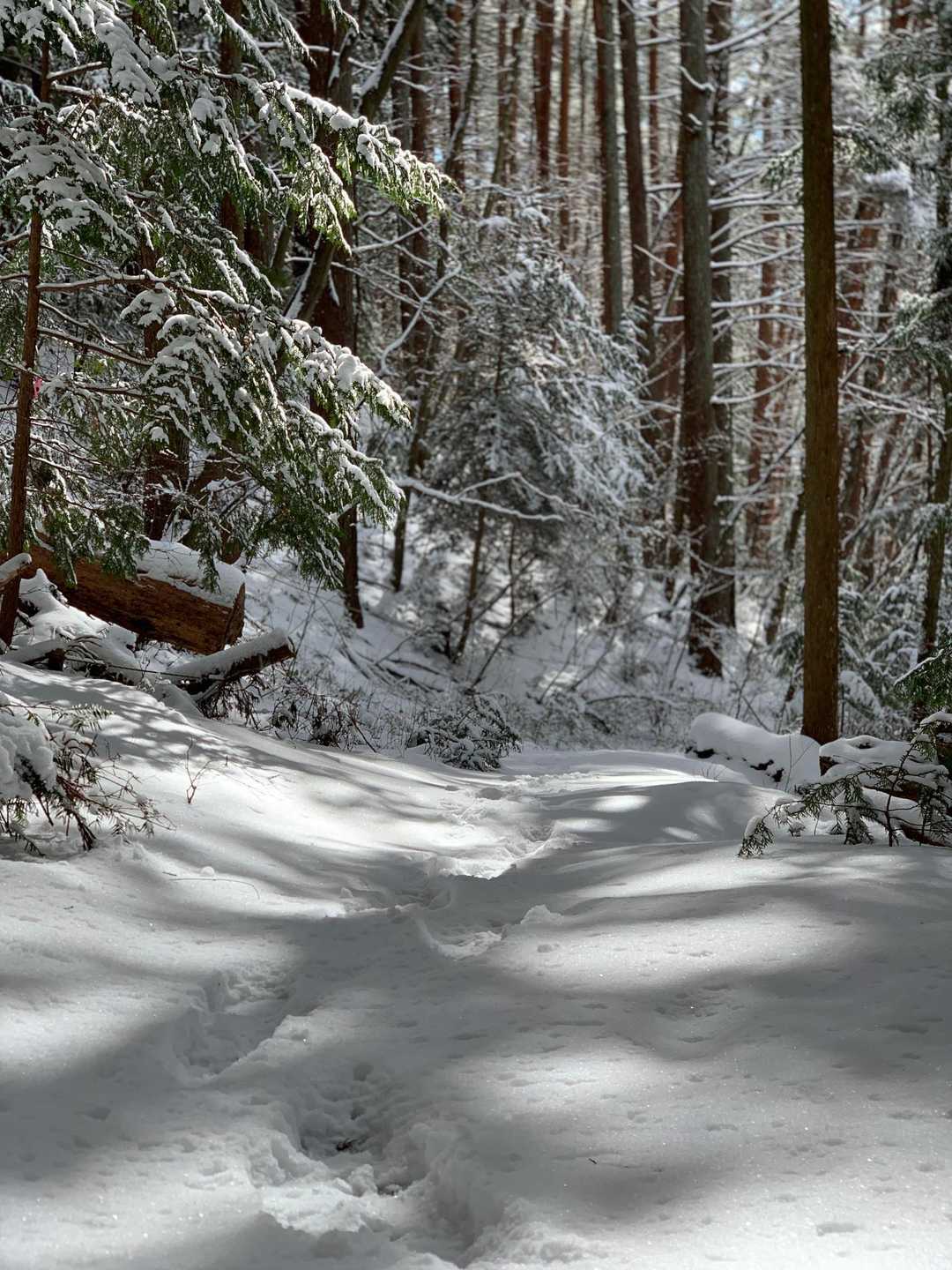 こんな感じの登山道です。