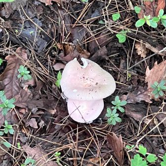 キノコ🍄‍🟫
登山口入ってすぐに発見
朝ごはん食べてないのですぐ気づく🥰…
美味しそう…🍴

登る前からおなか空いてるのでペースは上げません🤗