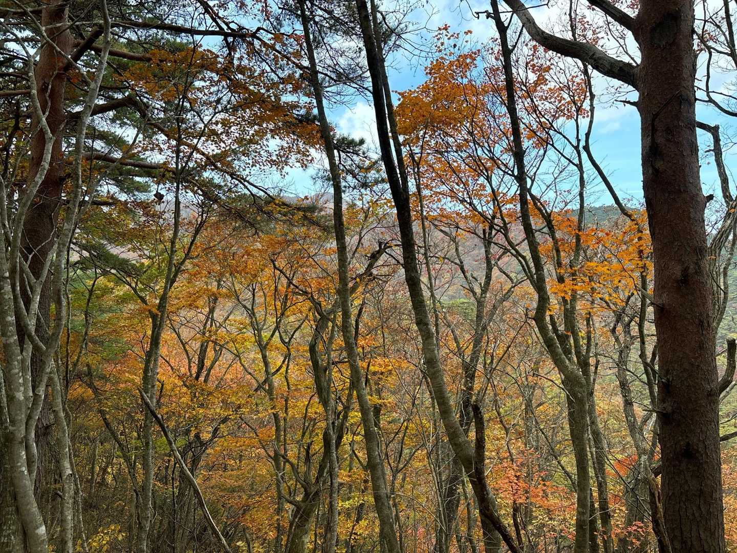 赤林山矢巾温泉登山口-赤林山-西赤林山-ノロキ山-南昌山- 周回コースの写真