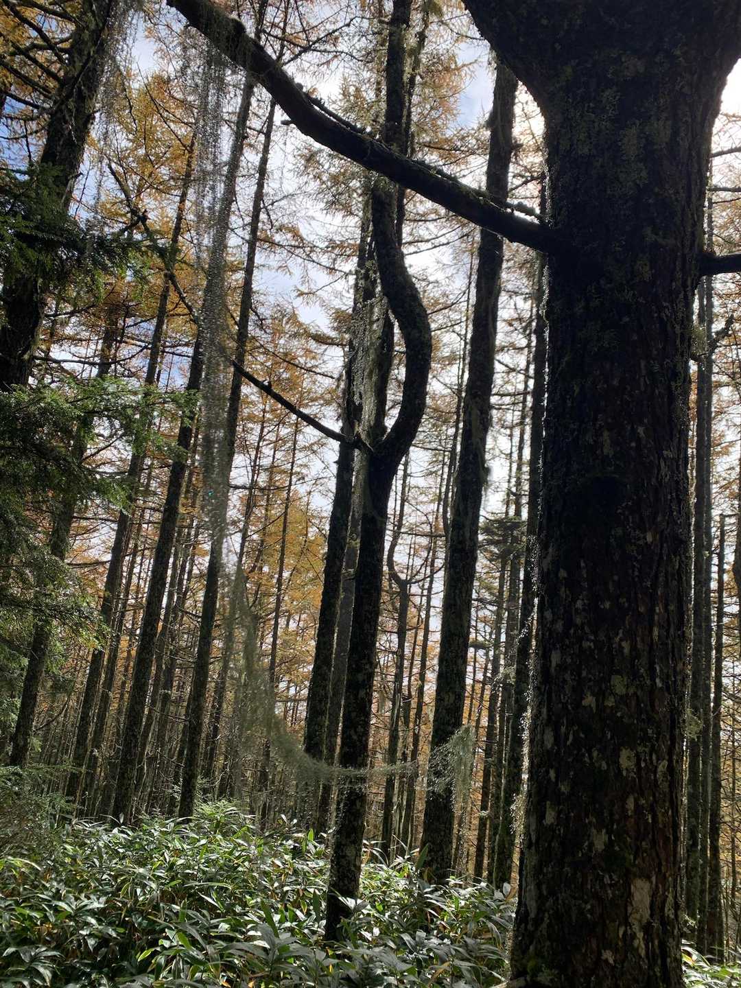 見えますか？
ハンモックのような
サルオガセ