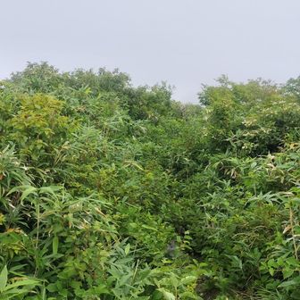 三番岳山頂。標識無し。
