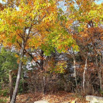 山頂に到着しました。かなり色づいていました。