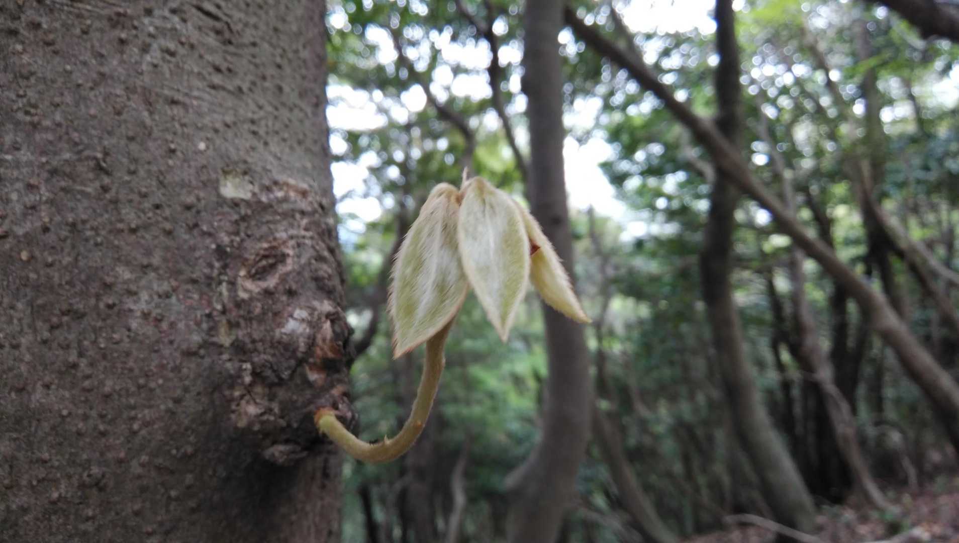烏帽子岳頂上でランチ…したかったけど、雨きそう😵なので、そのまま下りました…ﾊﾗﾍｯﾀ😂
シロダモの赤ちゃん😊