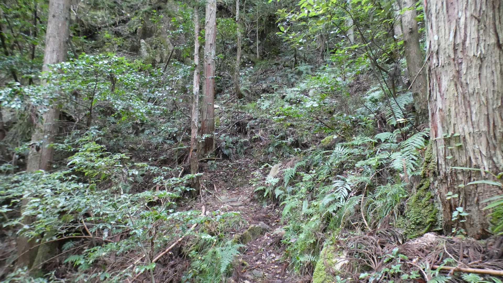 森の中をThe山道といった感じで歩いていく。こういう道も好き。