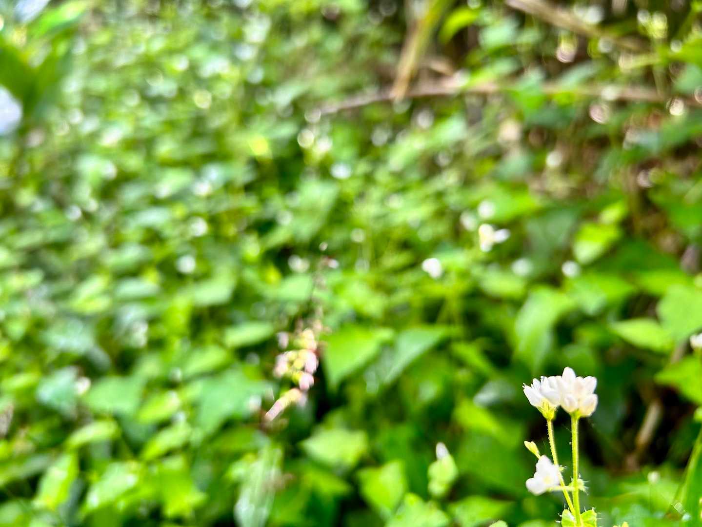 小さな白い花が一面咲いています