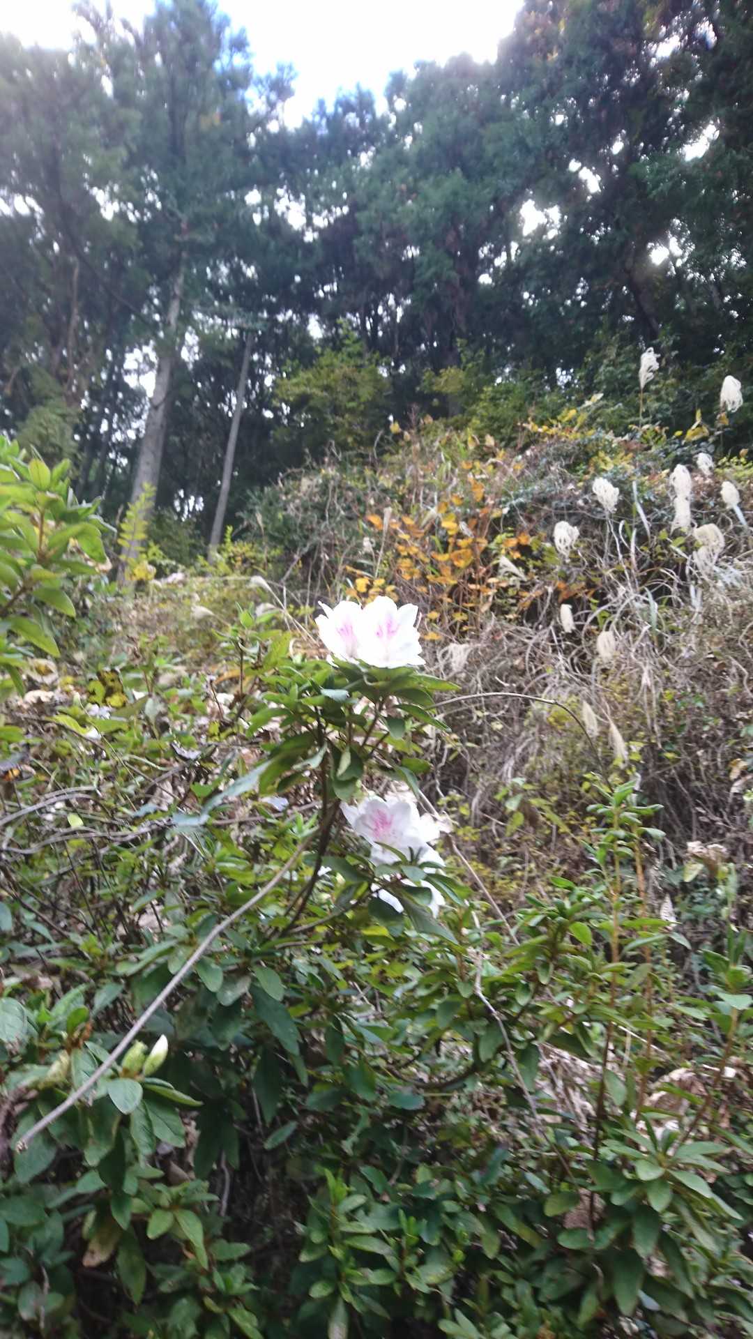 途中で白い”さつき”？
狂い咲き？
あまり花を見なかったので。
