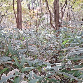 地図を見ながら下っていますが、地図上の登山道と踏跡らしき位置がかなりズレている箇所があるため苦戦しました😱
