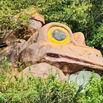 今日10匹目の?ガマガエル