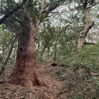 大きな木が現れました🌳