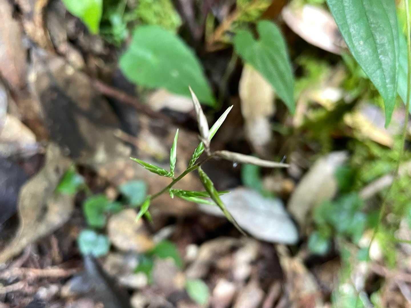 キッコウハグマのお花を探すけど、目に止まらない
まだこれからかな