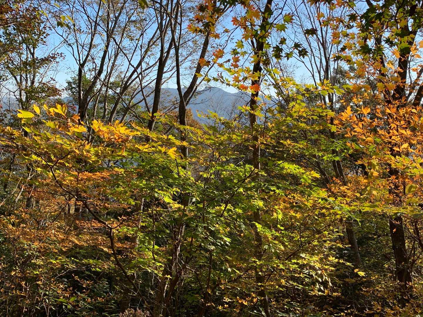 班蛇口登山口-八方ヶ岳 往復コースの写真