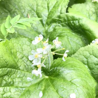 なづ＠登山５年生