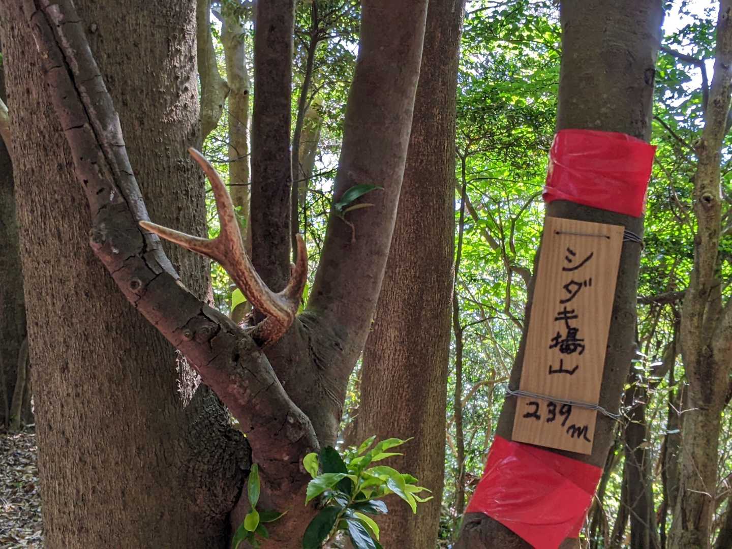 雌鋤先山-鋤先山-竜王山 往復コースの写真