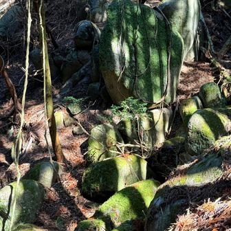 至る所に巨岩あり🪨