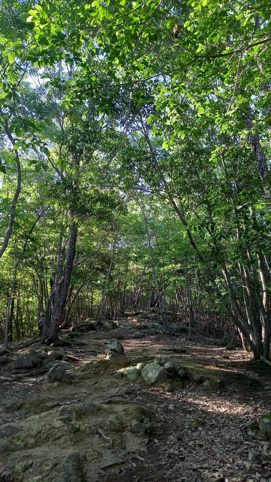 生駒山 往復コースの写真