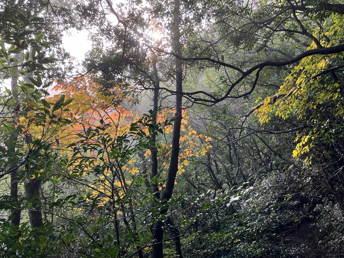 靄と朝日と紅葉が素敵🤩