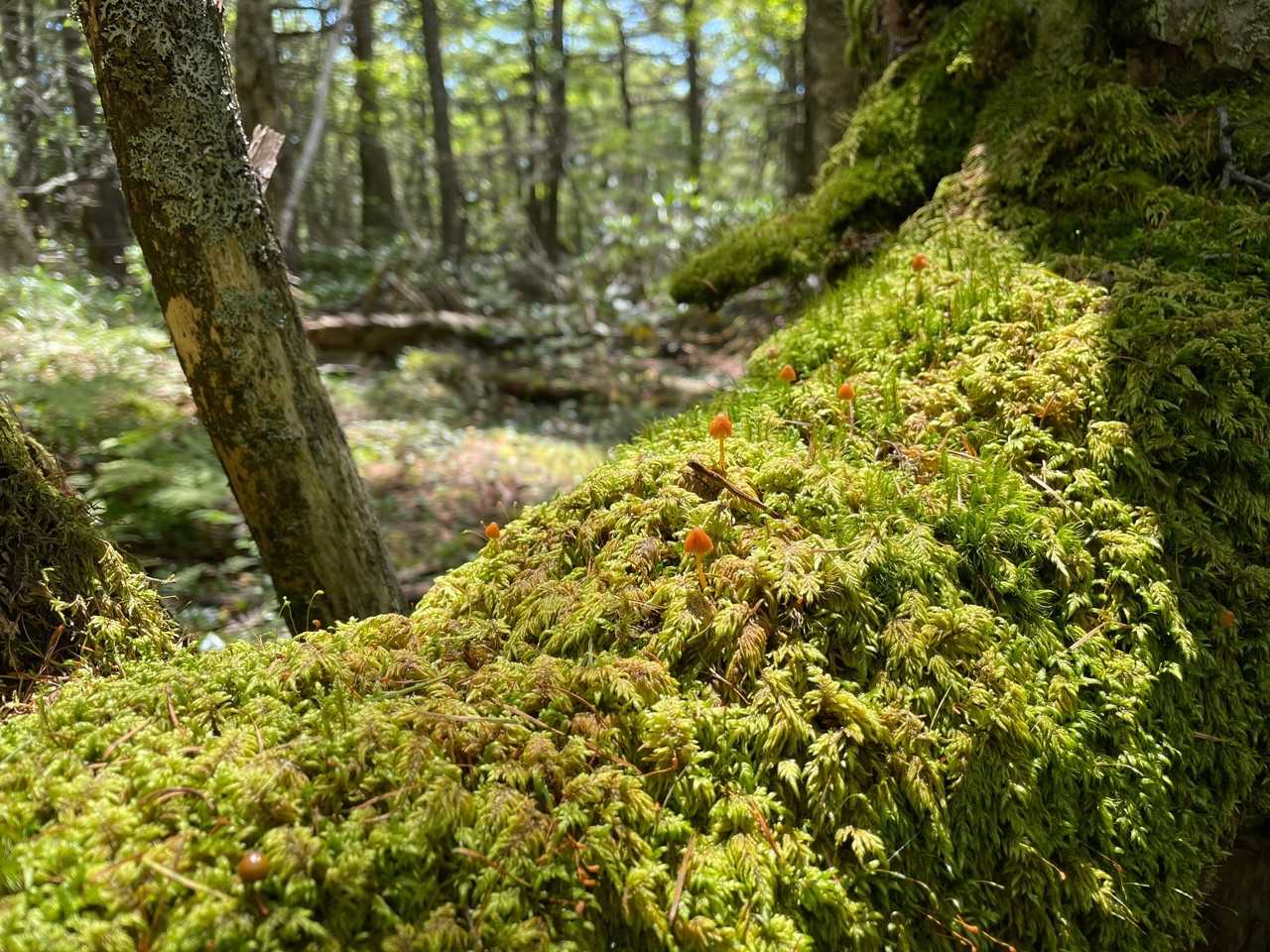 篭ノ登山-水ノ塔山 往復コースの写真
