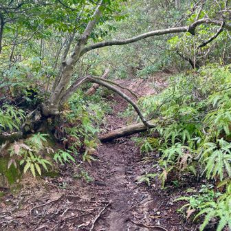 前垰山直登コースに入りました
スニーカーでも歩けるくらい整備された紅葉谷、大聖院コースとはえらい違いの荒れようです💦