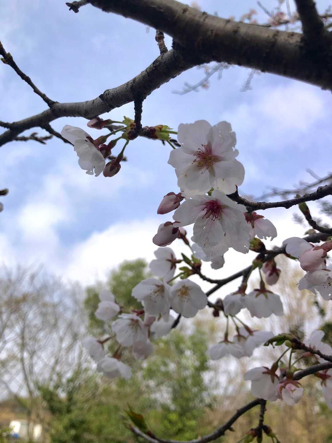 今日はお花見ハイキング🥾