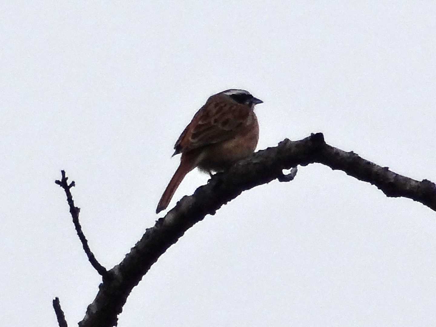 ホオジロがずっと鳴いてた…逆光やん💦そう言えば、野鳥撮影している時も『なんば撮っよっとですかーー』と声掛ける人もいる。いやいや、今、ここでそれも足を止める前に初対面で話掛ける？話しかけないならフツーにお互いに人生のエキストラ役よね！先ずは空気読む思考回路を持ちましょう💢マナーない犬の散歩の方も居て、リードどんだけ長いんや～と思いつつ、案の定、犬はこっちへ寄ってくる。いやいや、リードは手前に引いて他人との距離を置けや(-_-#)そんな時、私は人と犬にめがけて『こっち来るなよ！！空気読めや💢』メッチャ覇気出します🔥👹🔥犬の飼い方を犬任せにしている人は犬に散歩させられている人です。子も犬も『可愛いから～』から始まる飼い主親の放棄飼いです。最後、痛いめに遭うのはあなたですよ！！あまりにもそんな人が多くて、辛口コメント容赦ください。