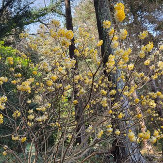 大高取山を降りてまたミツマタ