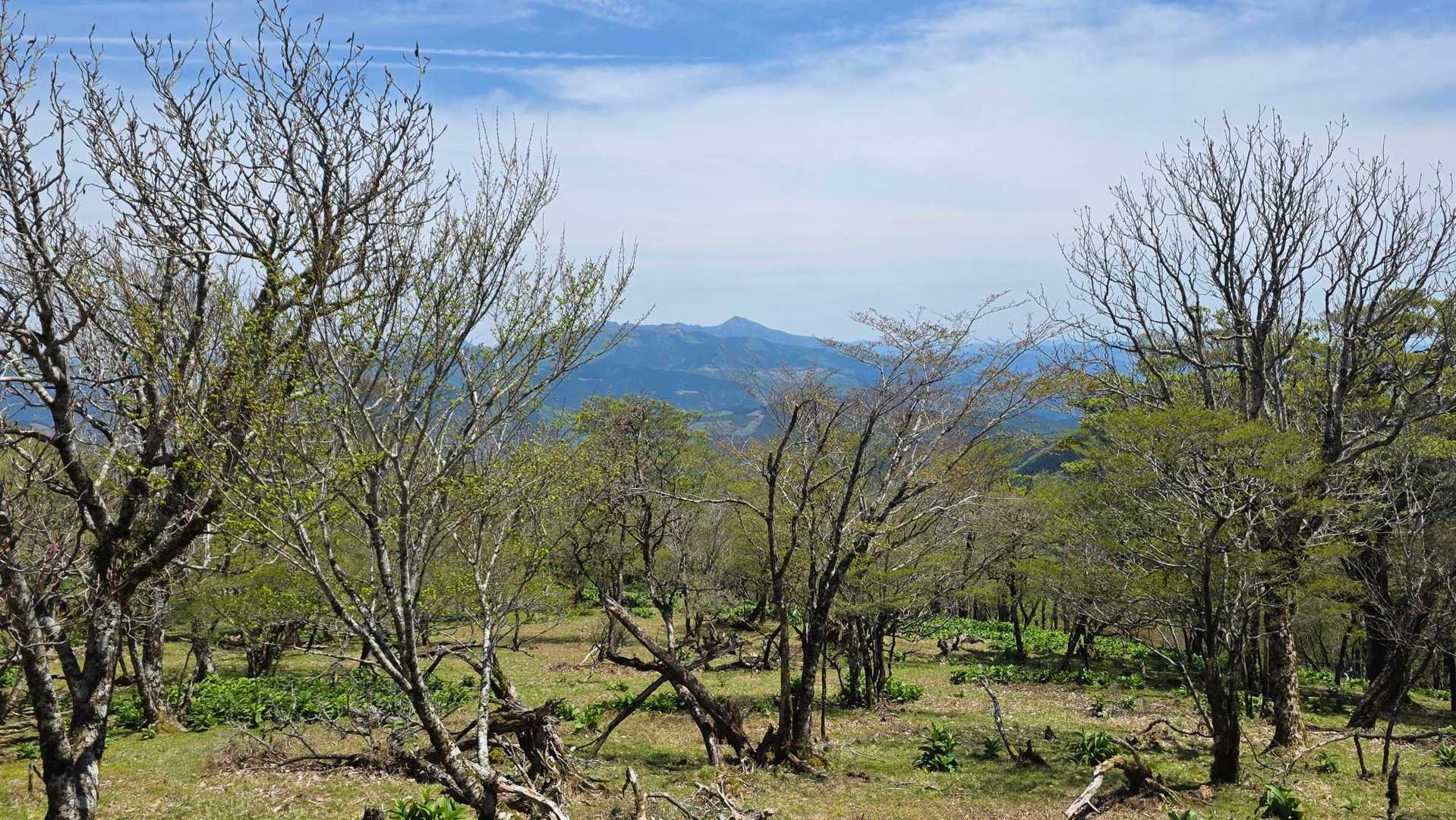 市房山とブナの新緑🌿